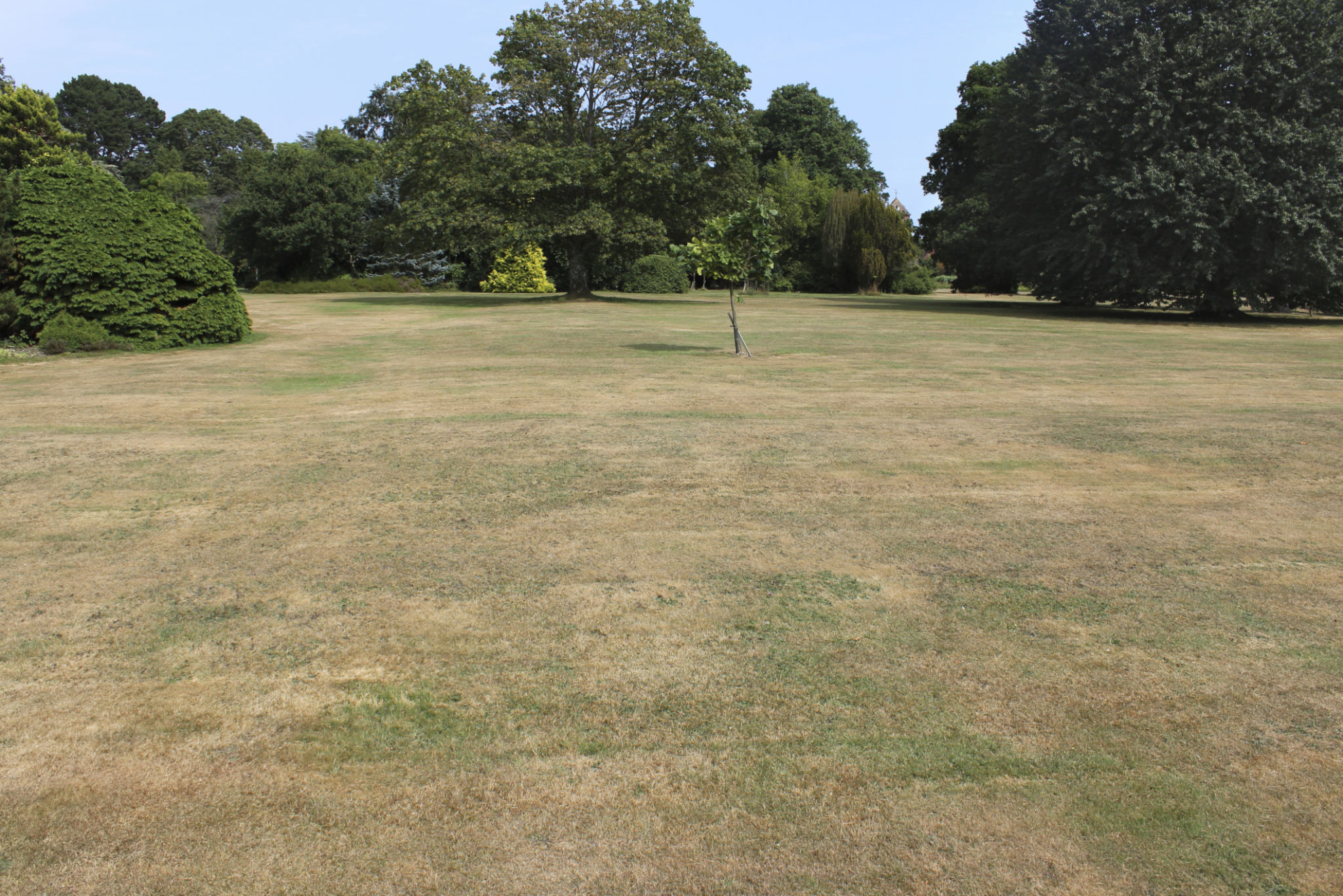 dry lawn
