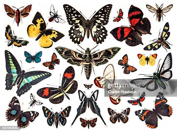 illustrations, cliparts, dessins animés et icônes de des papillons - exotisme
