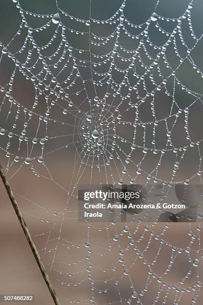 spider web with dew - chelicera stock pictures, royalty-free photos & images