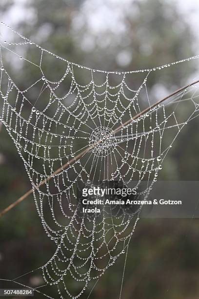 spider web with dew - chelicera stock pictures, royalty-free photos & images