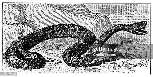 antique illustration of crotalus horridus (timber rattlesnake) - timber snake stock illustrations