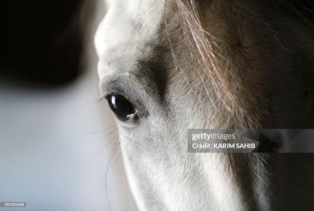 UAE-ANIMALS-HORSES-ARAB