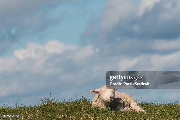 newborn lamb resting on grass