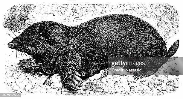 european mole (talpa europaea) - talpa europaea stock illustrations