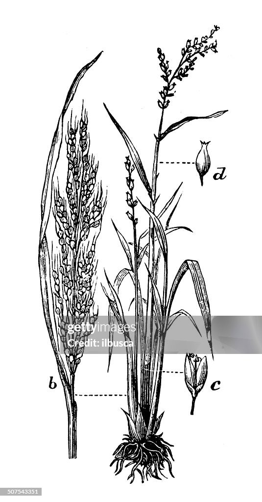 Antique illustration of Asian Rice (Oryza sativa)
