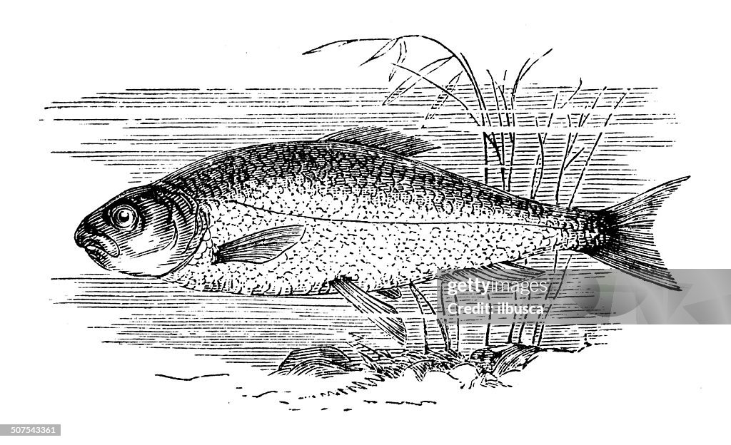 Antique illustration of roach (Rutilus rutilus)