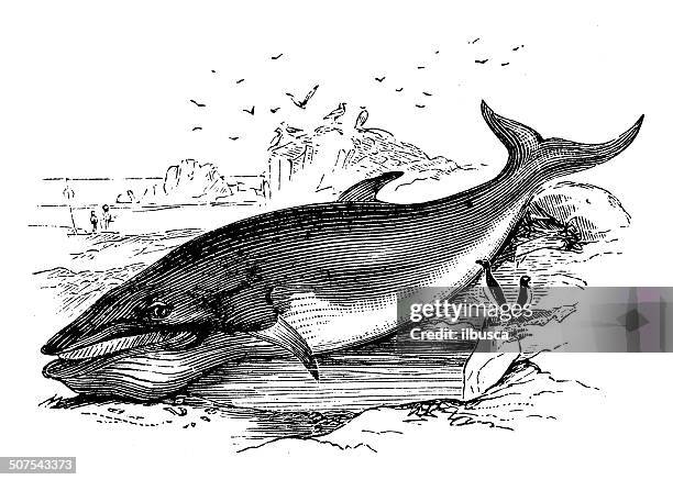 antique illustration of sei whale (balaenoptera borealis) - balaenoptera borealis stock illustrations