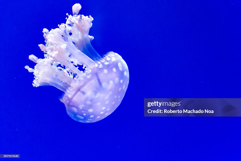 Jellyfish or jellies are the major non-polyp form of...