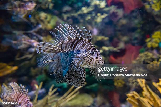 Pterois is a genus of venomous marine fish, commonly known as lionfish, native to the Indo-Pacific. Pterois, also called zebrafish, firefish,...