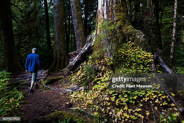 walking in carmanah walbran provincial park vancouver island canada - carmanah walbran provincial park stockfoto's en -beelden