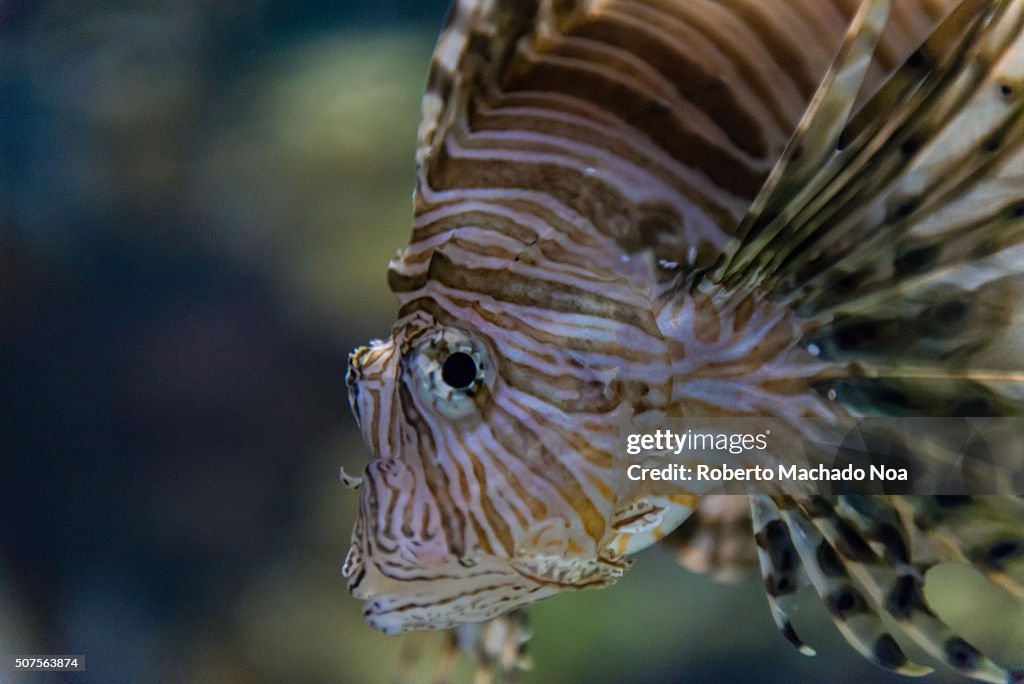 Pterois is a genus of venomous marine fish, commonly known...