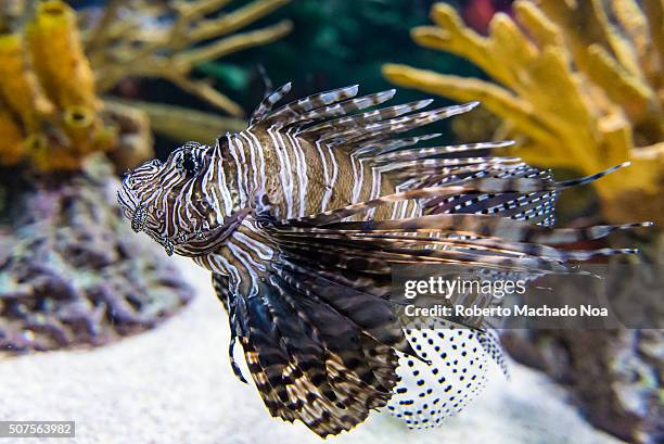 Pterois is a genus of venomous marine fish, commonly known as lionfish, native to the Indo-Pacific. Pterois, also called zebrafish, firefish,...