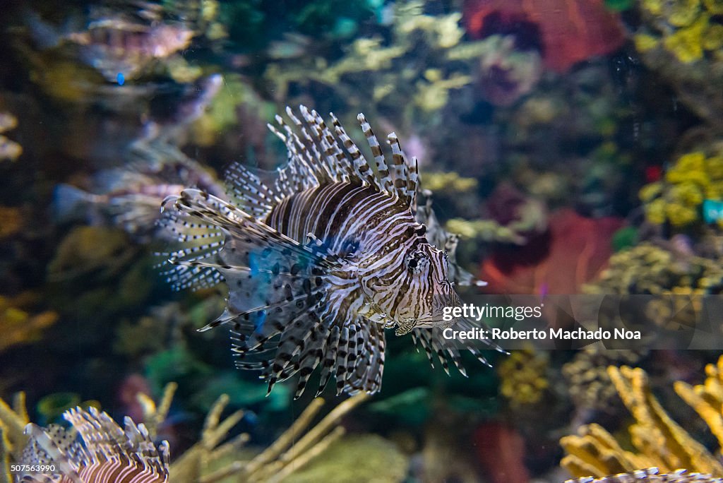 Pterois is a genus of venomous marine fish, commonly known...