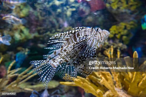 Pterois is a genus of venomous marine fish, commonly known as lionfish, native to the Indo-Pacific. Pterois, also called zebrafish, firefish,...