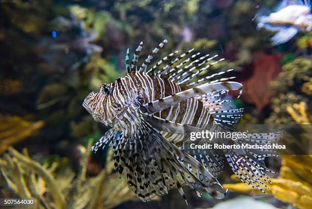 Pterois is a genus of venomous marine fish, commonly known as lionfish, native to the Indo-Pacific. Pterois, also called zebrafish, firefish,...