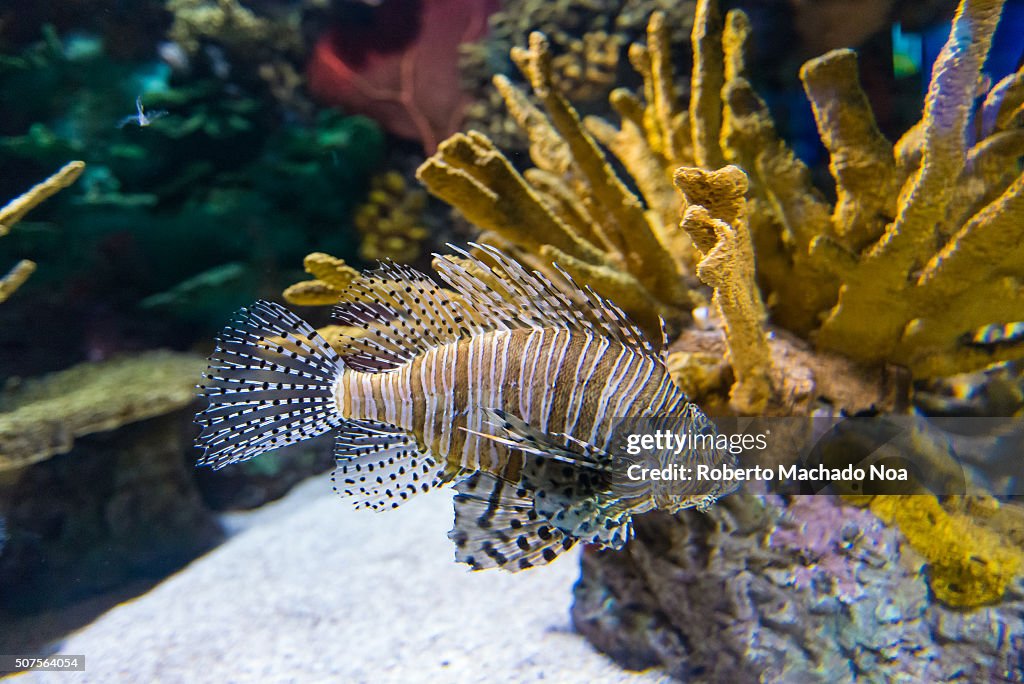 Pterois is a genus of venomous marine fish, commonly known...