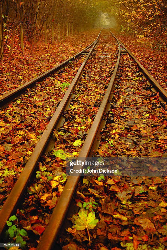 Leaves on the line