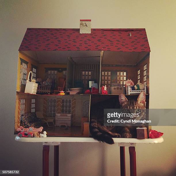 cat in dollhouse - dollhouse 個照片及圖片檔