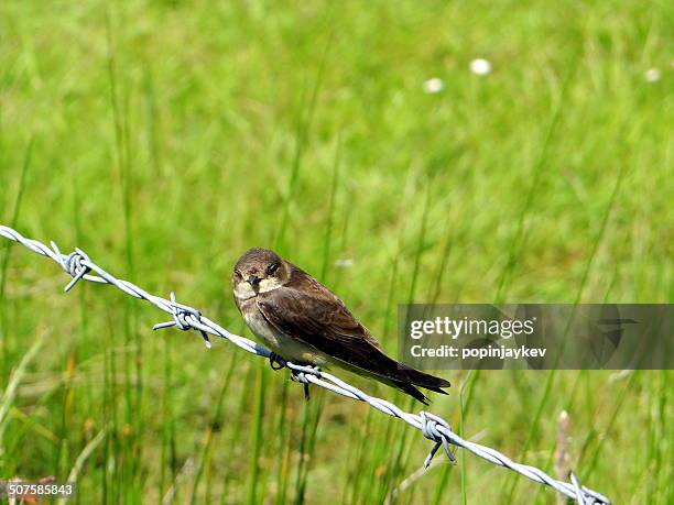 bird on a wire - riparia riparia stock pictures, royalty-free photos & images