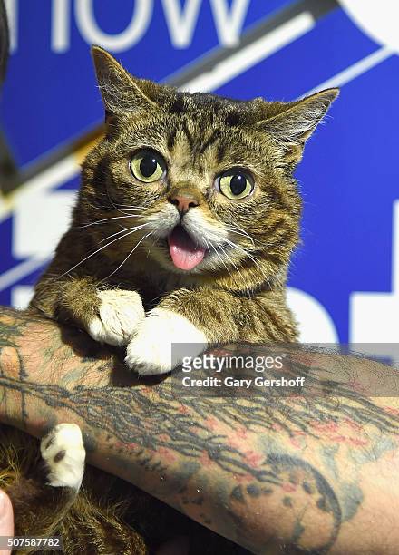 Celebrity cat Lil BUB visits the Museum of the Moving Image on January 30, 2016 in Astoria,N.Y.