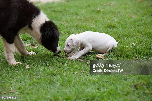 dogo argentino puppy. - dogo argentino stock pictures, royalty-free photos & images