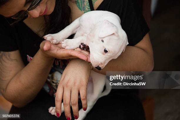 portrait of dogo argentino puppy. - dogo argentino stock pictures, royalty-free photos & images