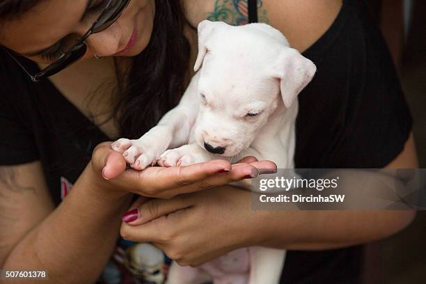 dogo argentino puppy. - dogo stock pictures, royalty-free photos & images