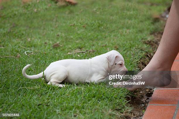 dogo argentino puppy, playing with feet of the girl. - dogo argentino stock pictures, royalty-free photos & images