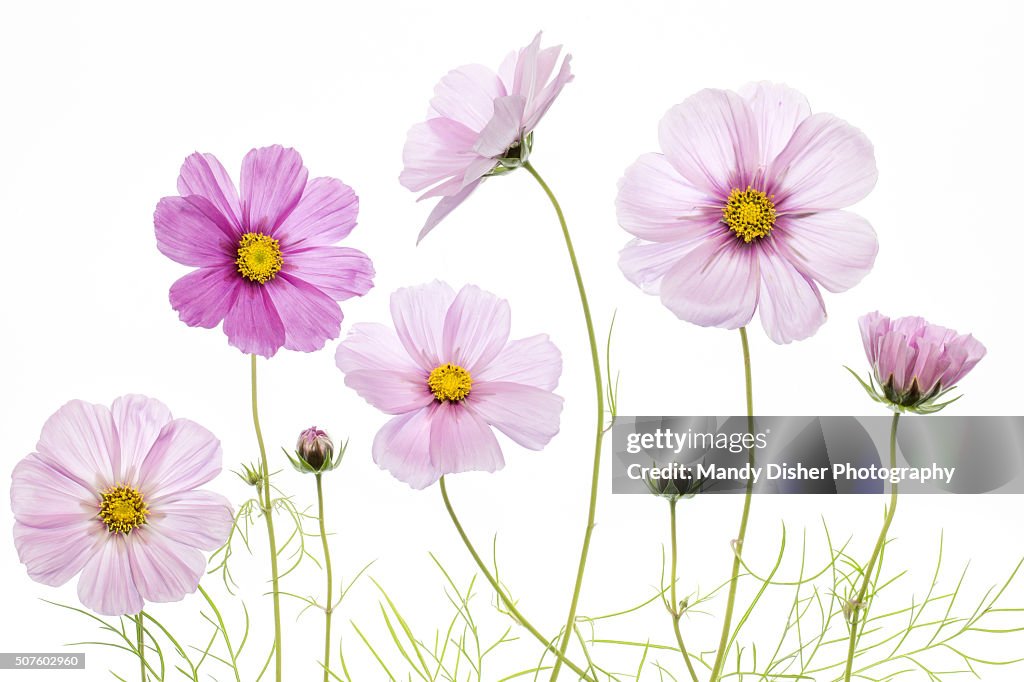 Cosmos