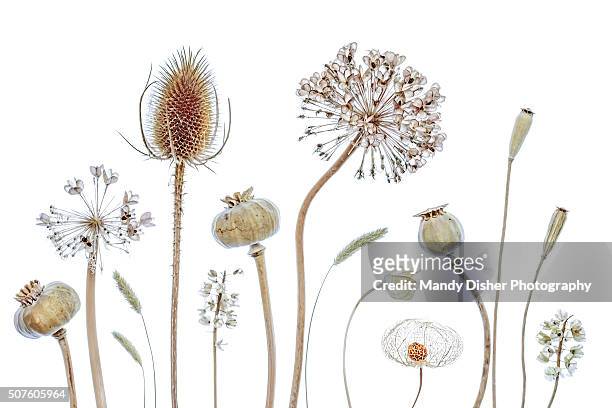botanics - allium flower stockfoto's en -beelden