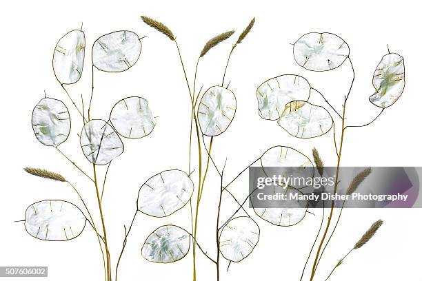 lunaria - honesty seed stock pictures, royalty-free photos & images