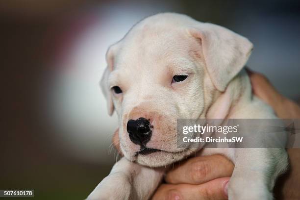 portrait of dogo argentino puppy. - dogo stock pictures, royalty-free photos & images