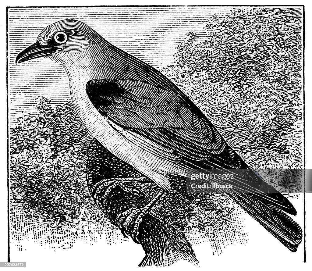 Antique illustration of European roller (Coracias garrulus)