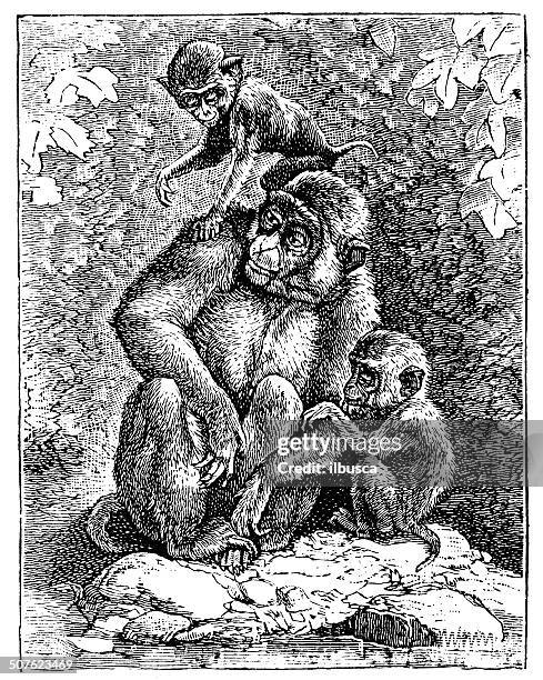 antique illustration of rhesus macaque (macaca mulatta) - macaque stock illustrations
