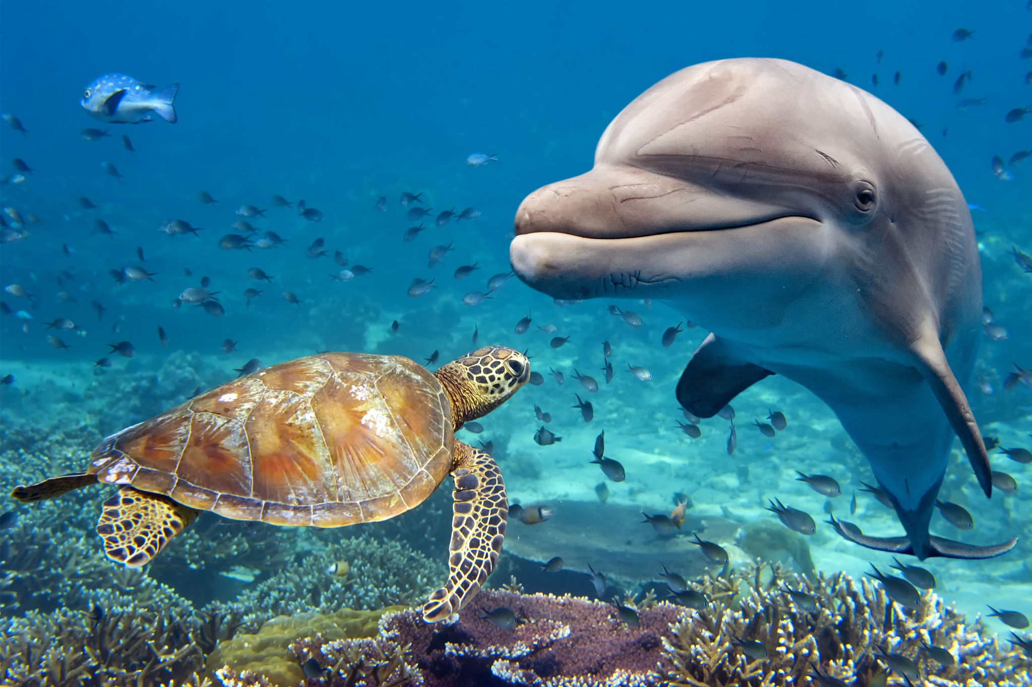dolphin habitat