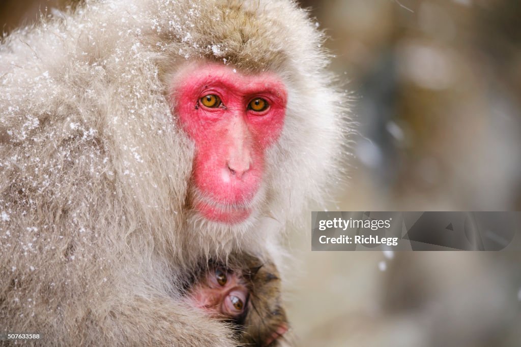 Japanische Snow Monkey Mutter in der Wildnis
