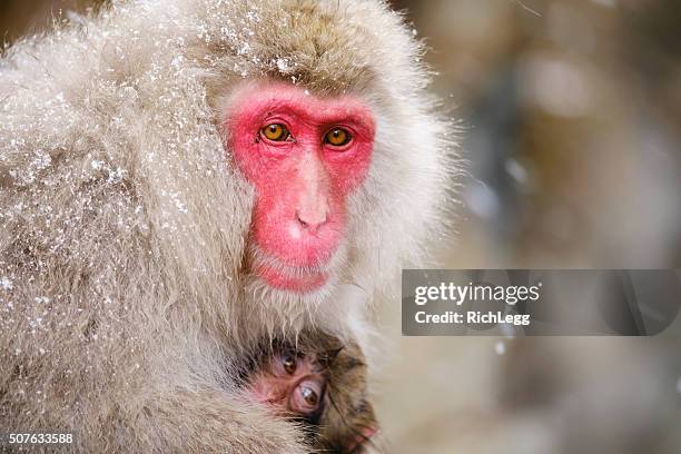 japanese snow monkey mother in the wild - japanese macaque stockfoto's en -beelden