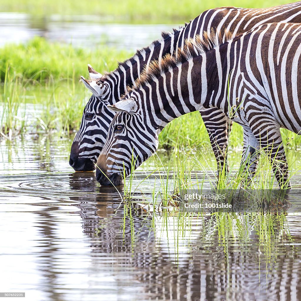 Zebras are drinking water
