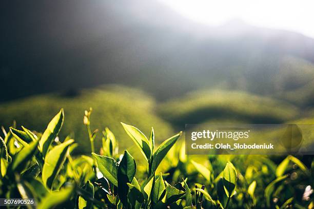 plantación de té en la india - hojas de té secas fotografías e imágenes de stock