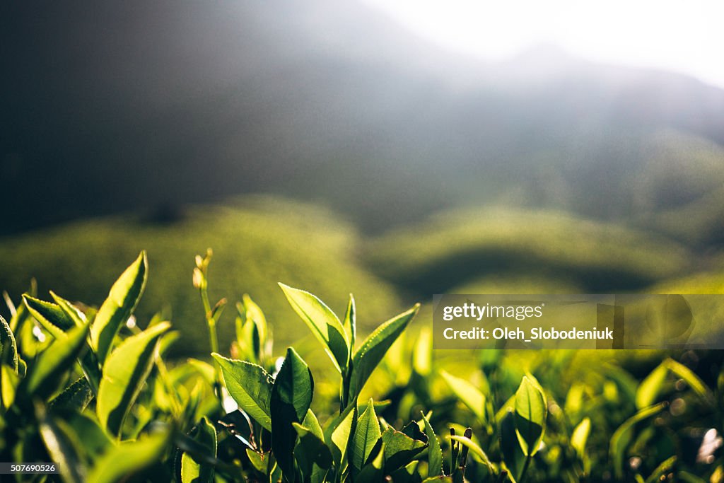 Tea plantation in India