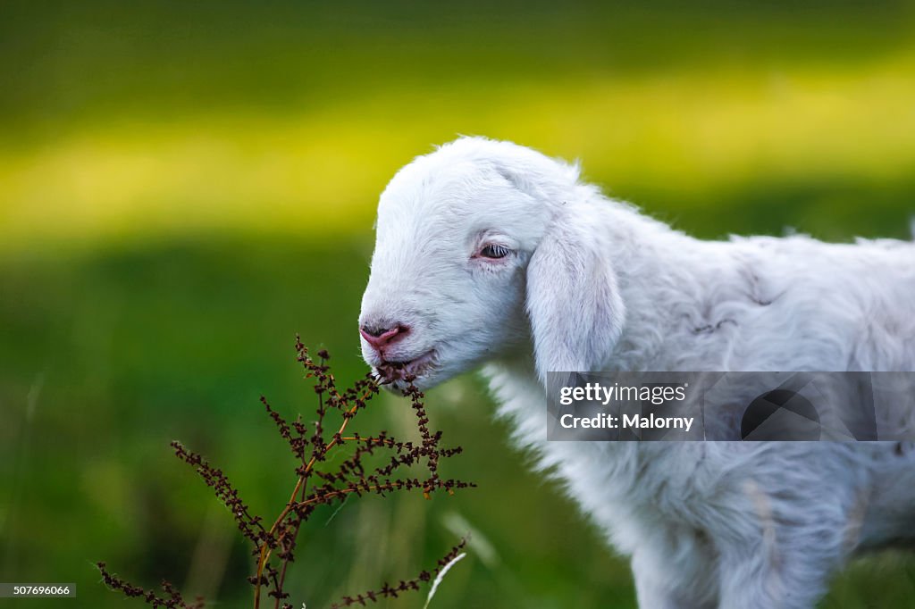 Baby Lamb, eating. Sheep. Newborn.