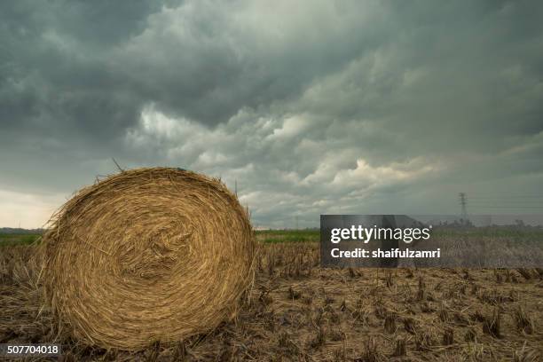 Haystack Paddy Sungai Besar Photos and Premium High Res Pictures - Getty Images