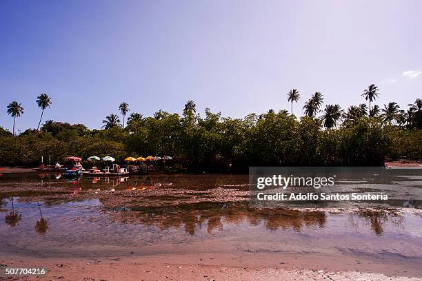 nature reflections in the river maracaipe. - ao ar livre 個照片及圖片檔