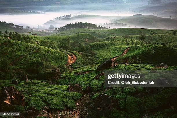 tea plantation in india - camellia sinensis stock pictures, royalty-free photos & images