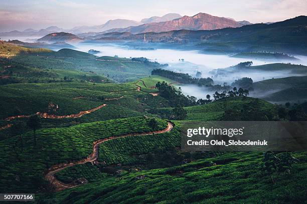 plantation de thé en inde - munnar photos et images de collection
