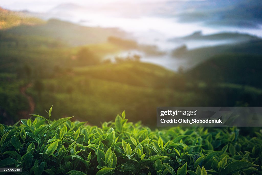 Tea plantation in India