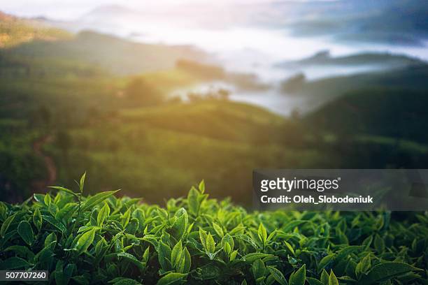 tea plantation in india - focus on foreground stock pictures, royalty-free photos & images