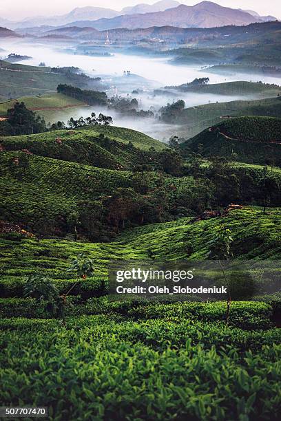 茶葉プランテーションインド - ケララ州 ストックフォトと画像