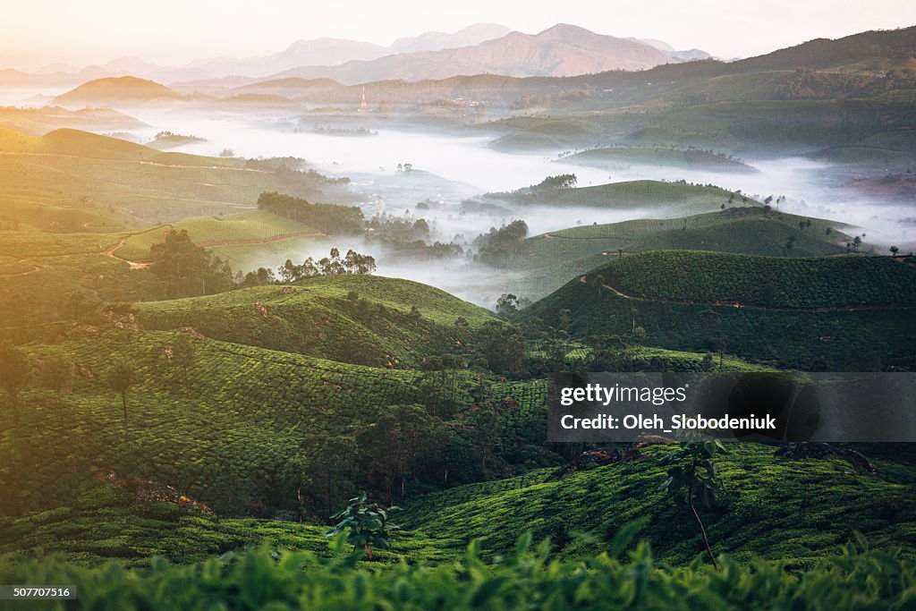 Plantación de té en la India