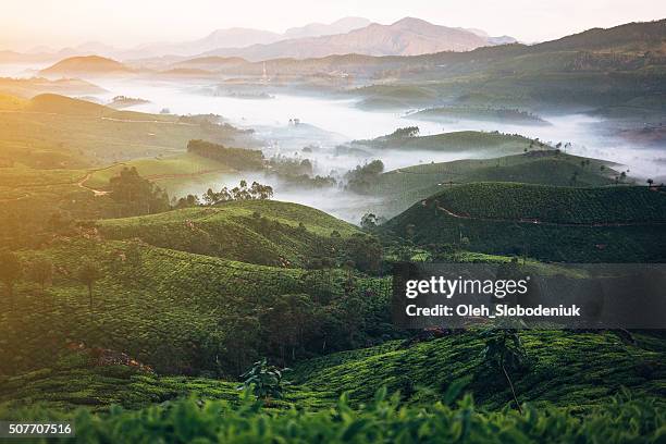 tea plantation in india - munnar stockfoto's en -beelden